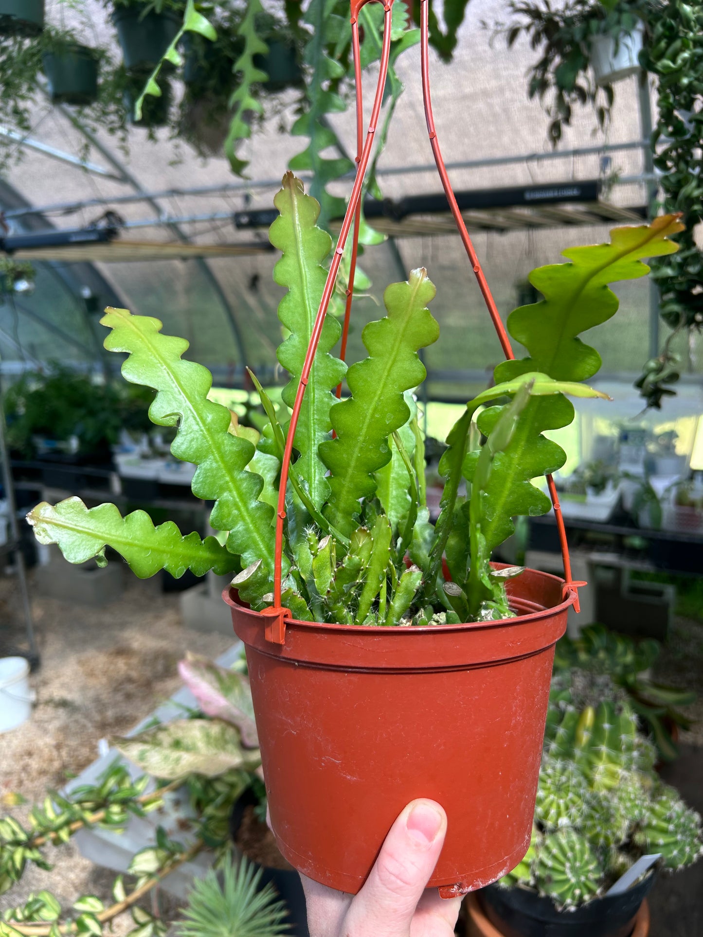 Ric Rac Cactus