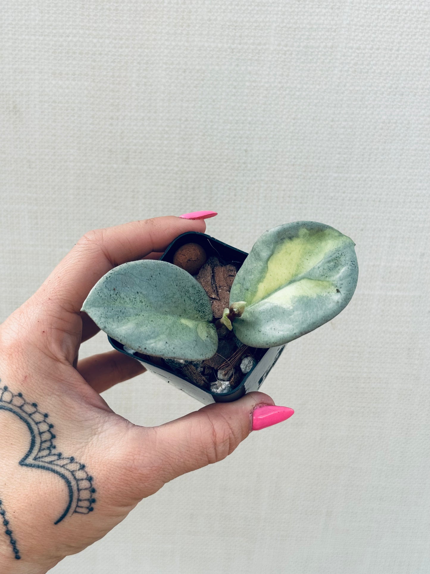 Hoya Argentea Princess