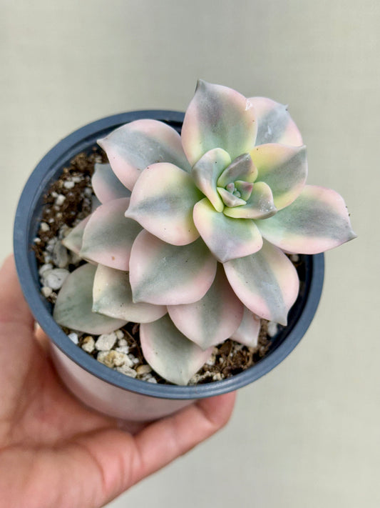 Echeveria Purple Delight