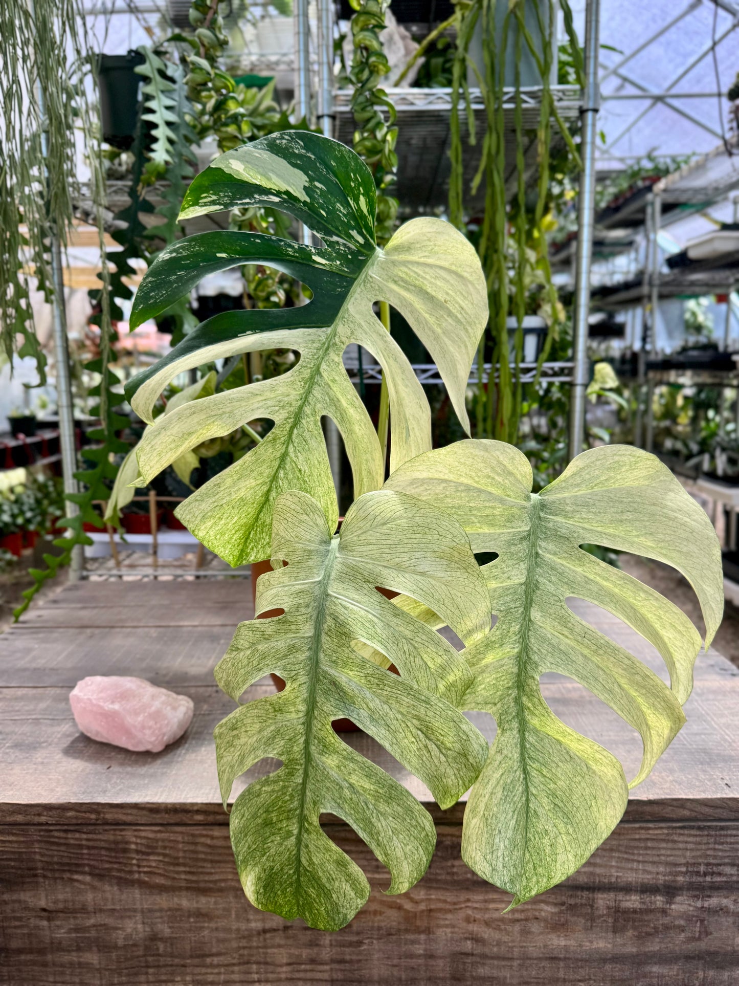 Monstera Mint