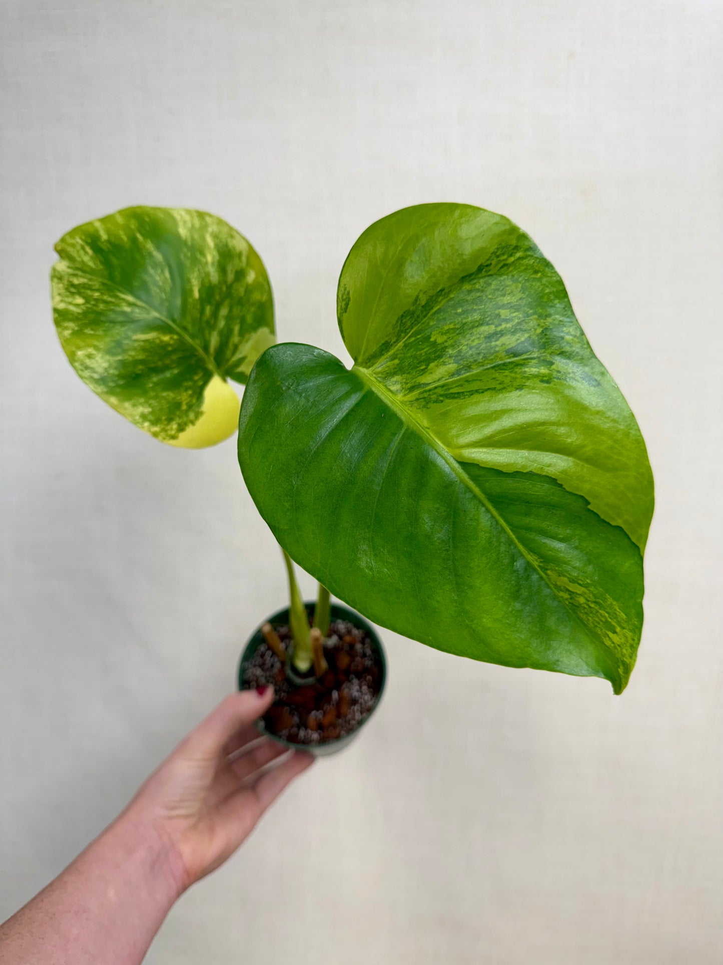 Monstera Yellow Marilyn