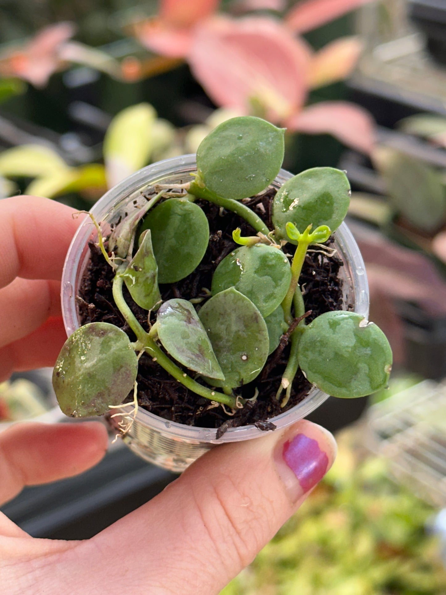 Dischidia Major