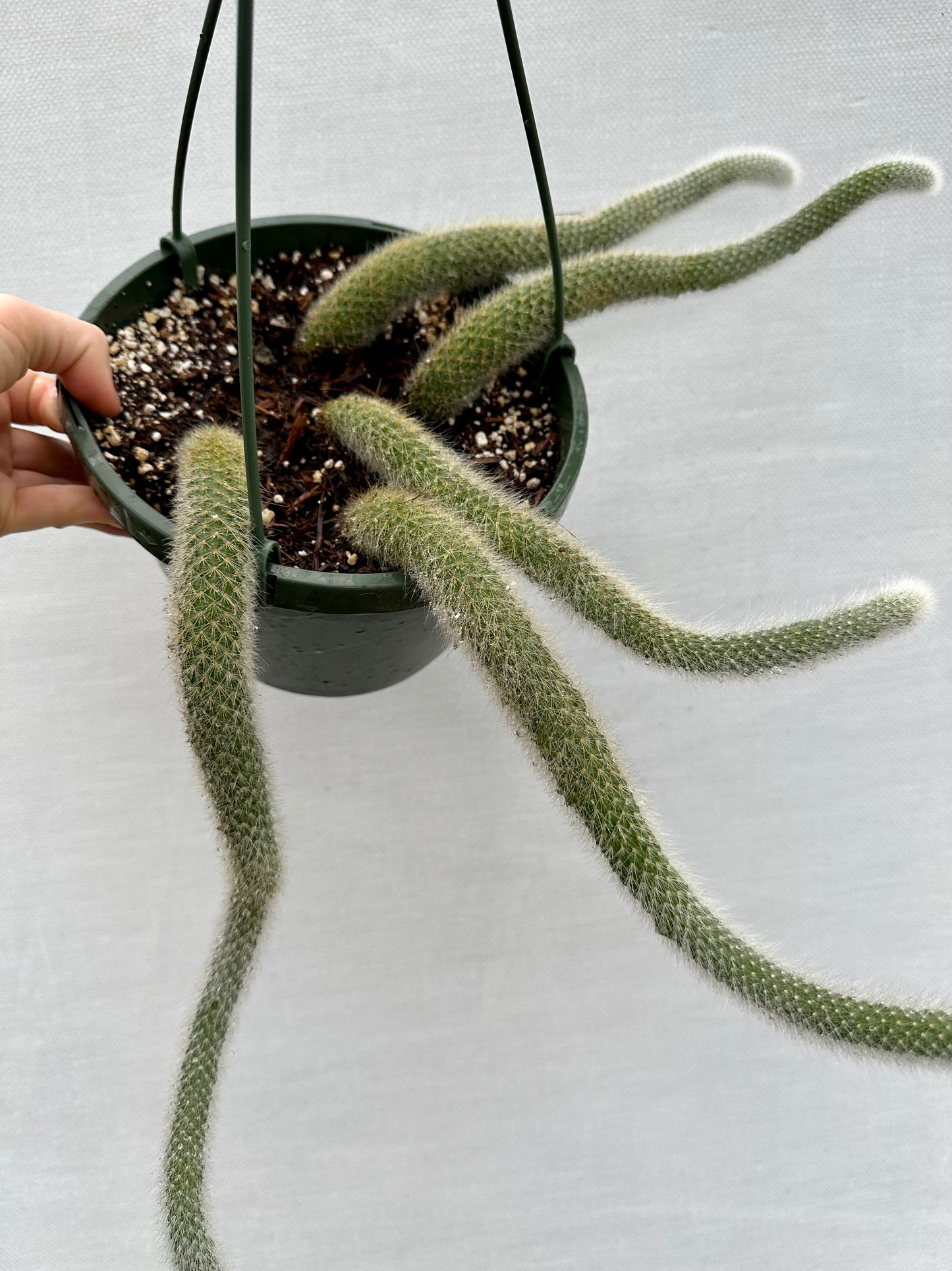 Monkey Tail Cactus