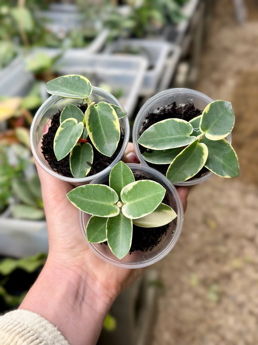 Hoya Cummingiana Albomarginata