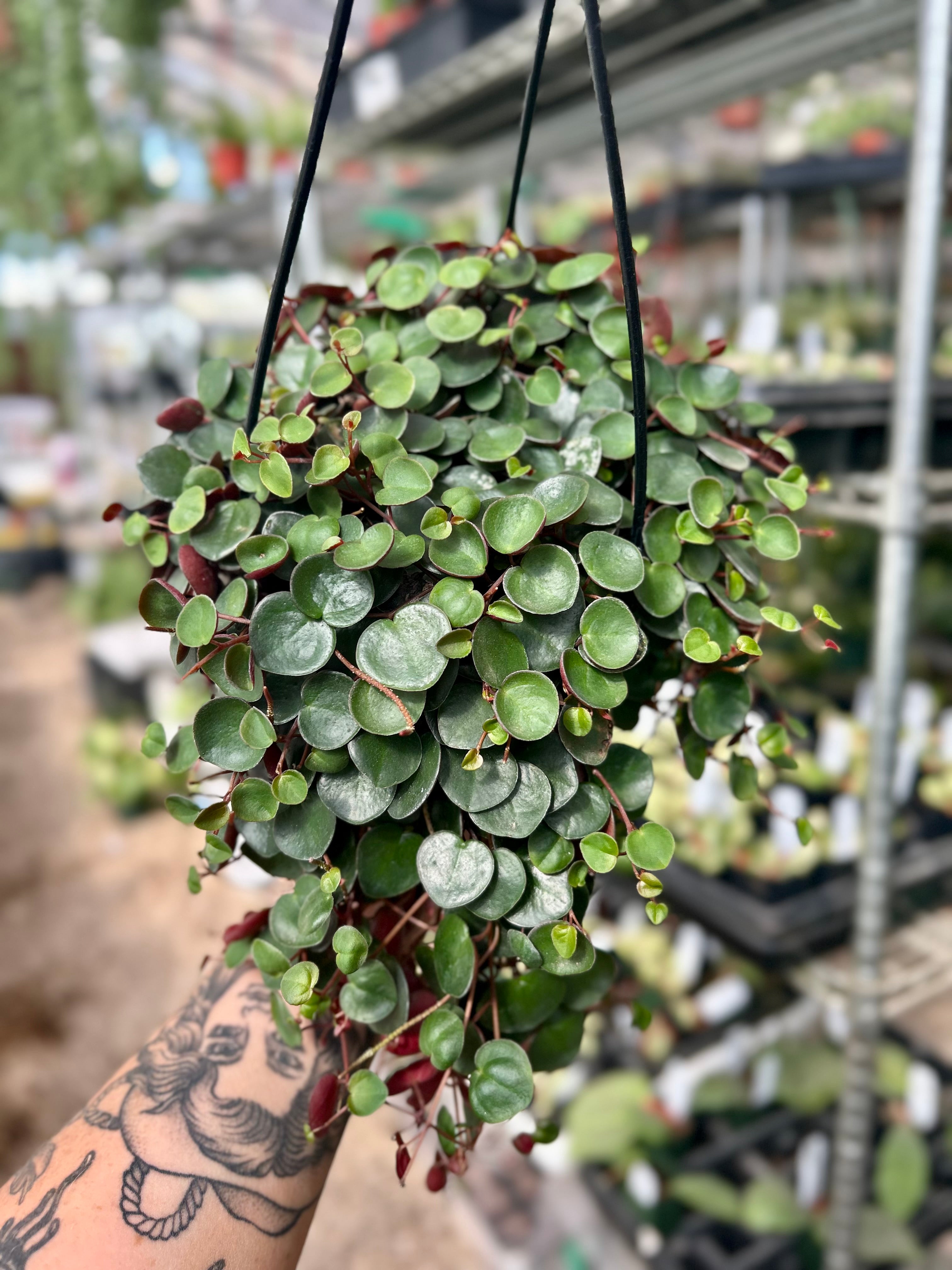 altman plants 6 in. peperomia ruby cascade hanging basket Peperomia Ruby Cascade – We Are Plant Lovers