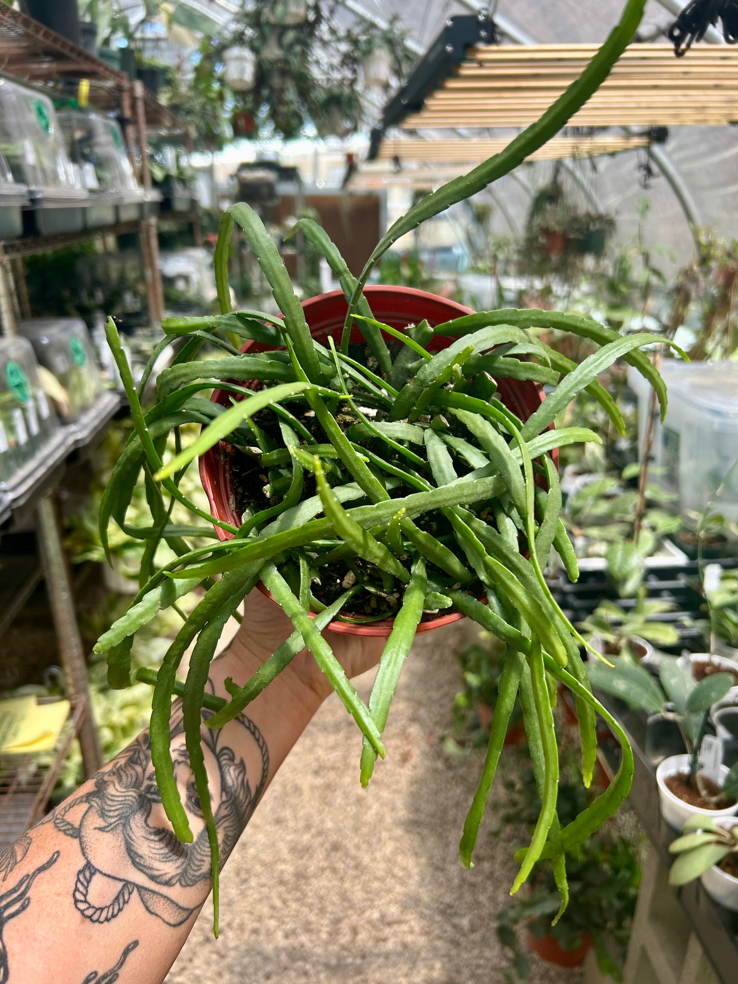 Rhipsalis Boliviana