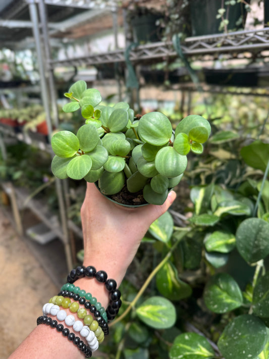 Peperomia Hope