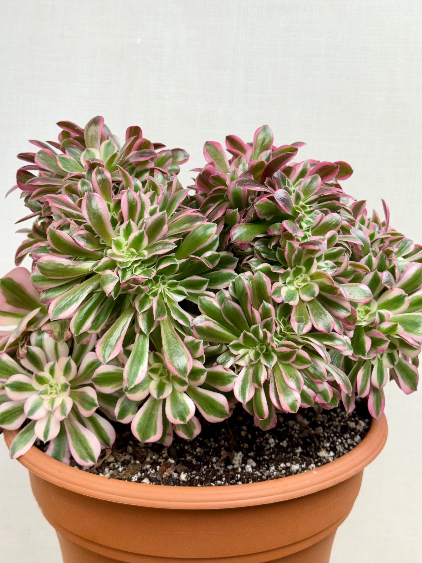 Aeonium Pink Witch
