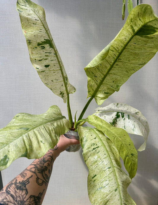 Philodendron Orlando Variegated