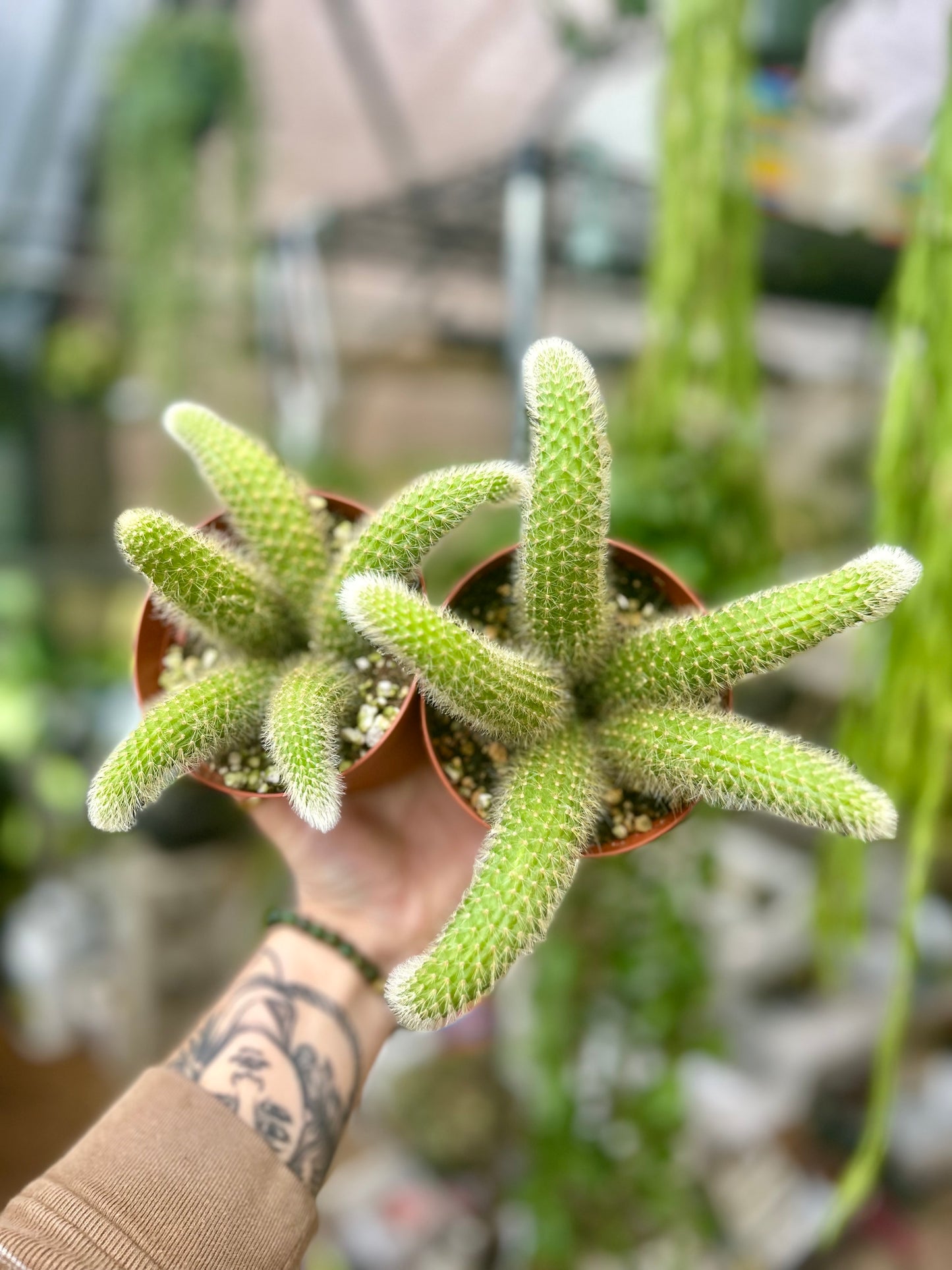 Monkey Tail Cactus