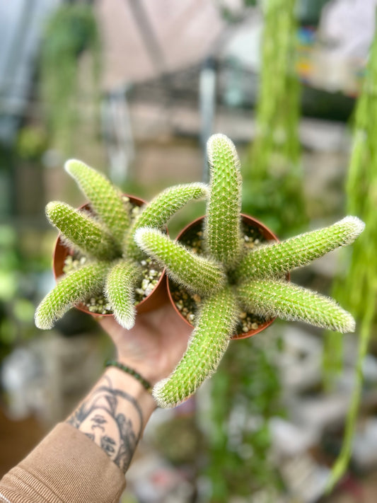 Monkey Tail Cactus