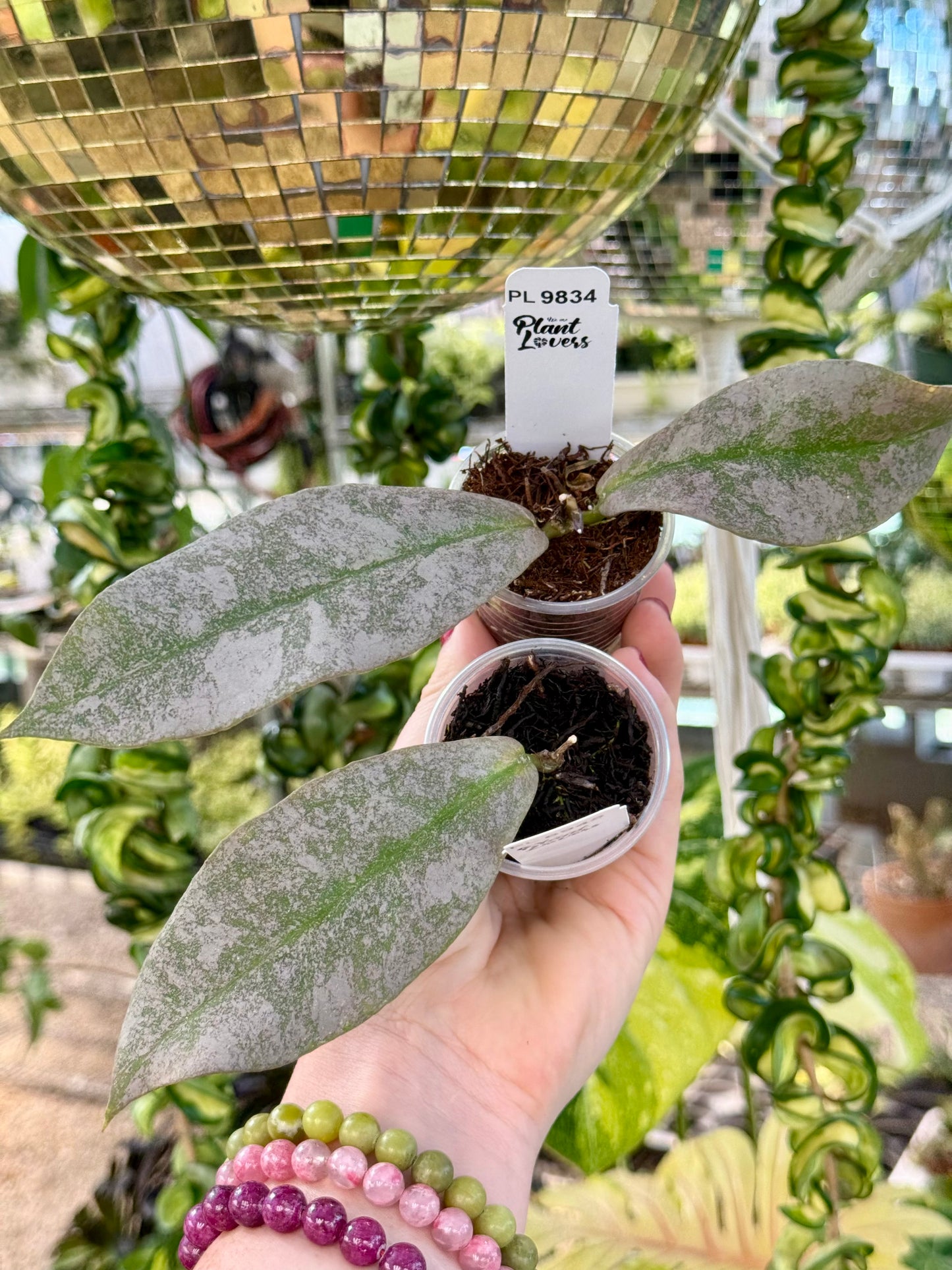 Hoya Mitrata Silver