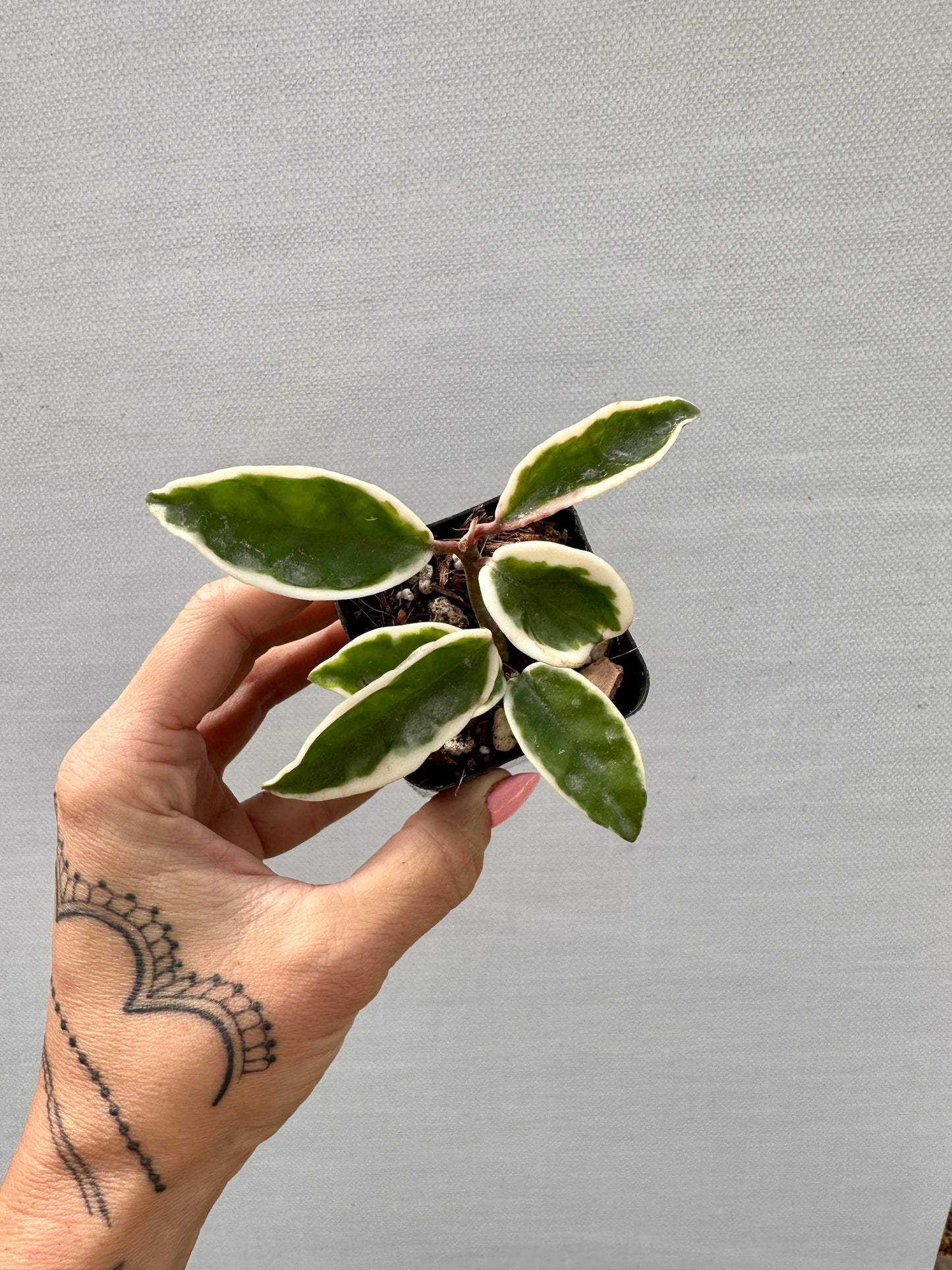 Hoya Suzie Q