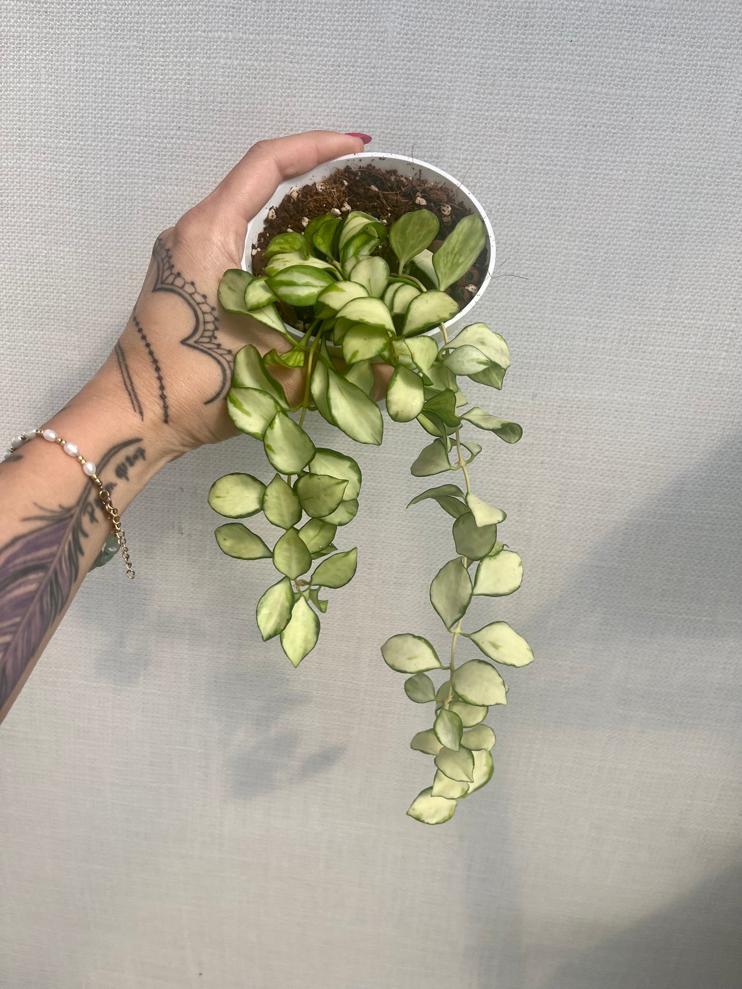Hoya Heuschkeliana Variegated