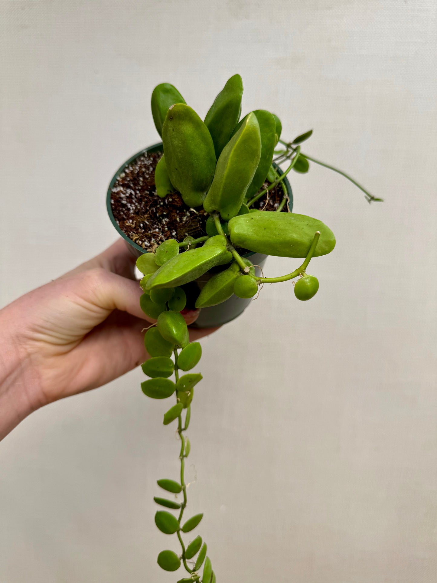 Dischidia Major Mature
