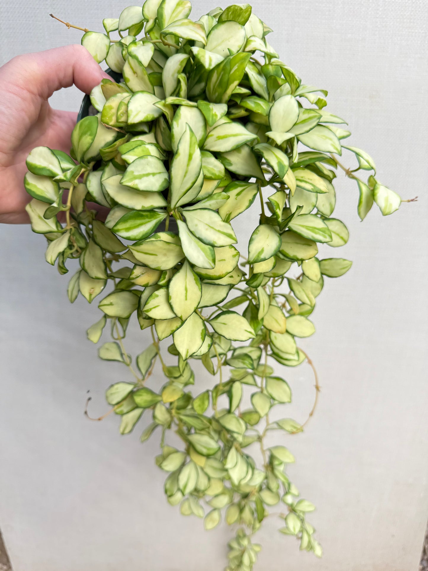 Hoya Heuschkeliana Variegated