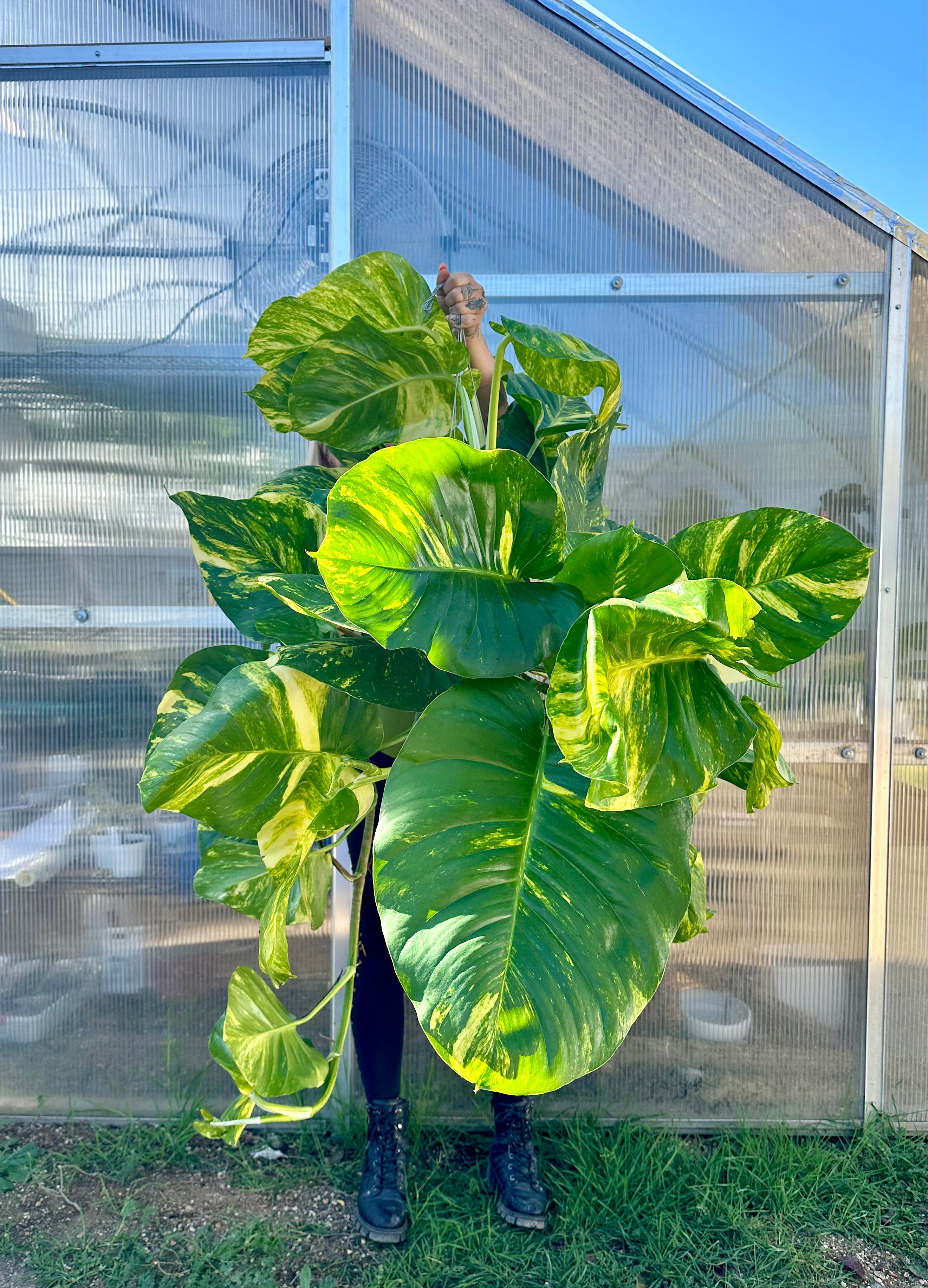 golden vs hawaiian pothos Giant Hawaiian Pothos – We Are Plant Lovers
