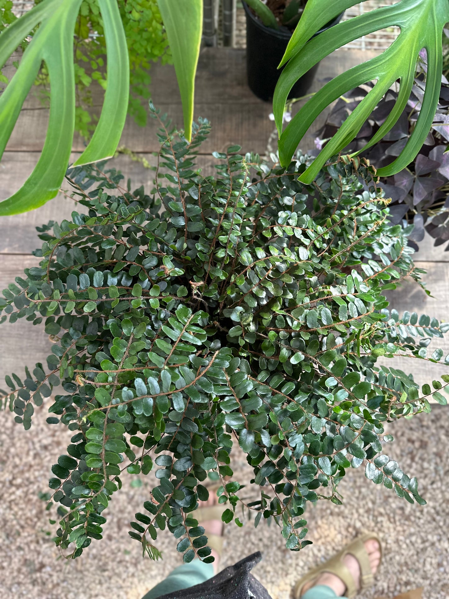 Button Fern