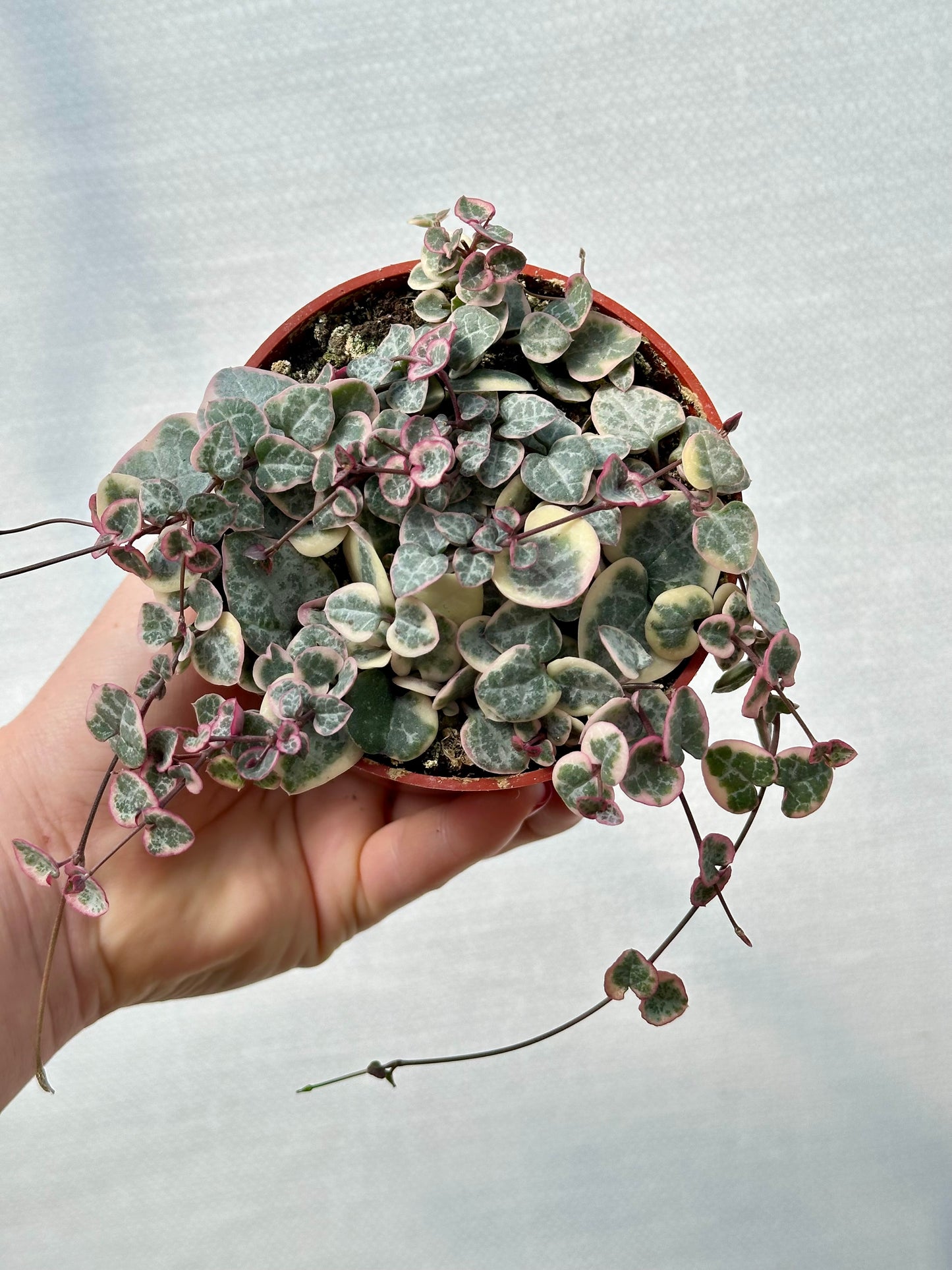 Variegated String of Hearts