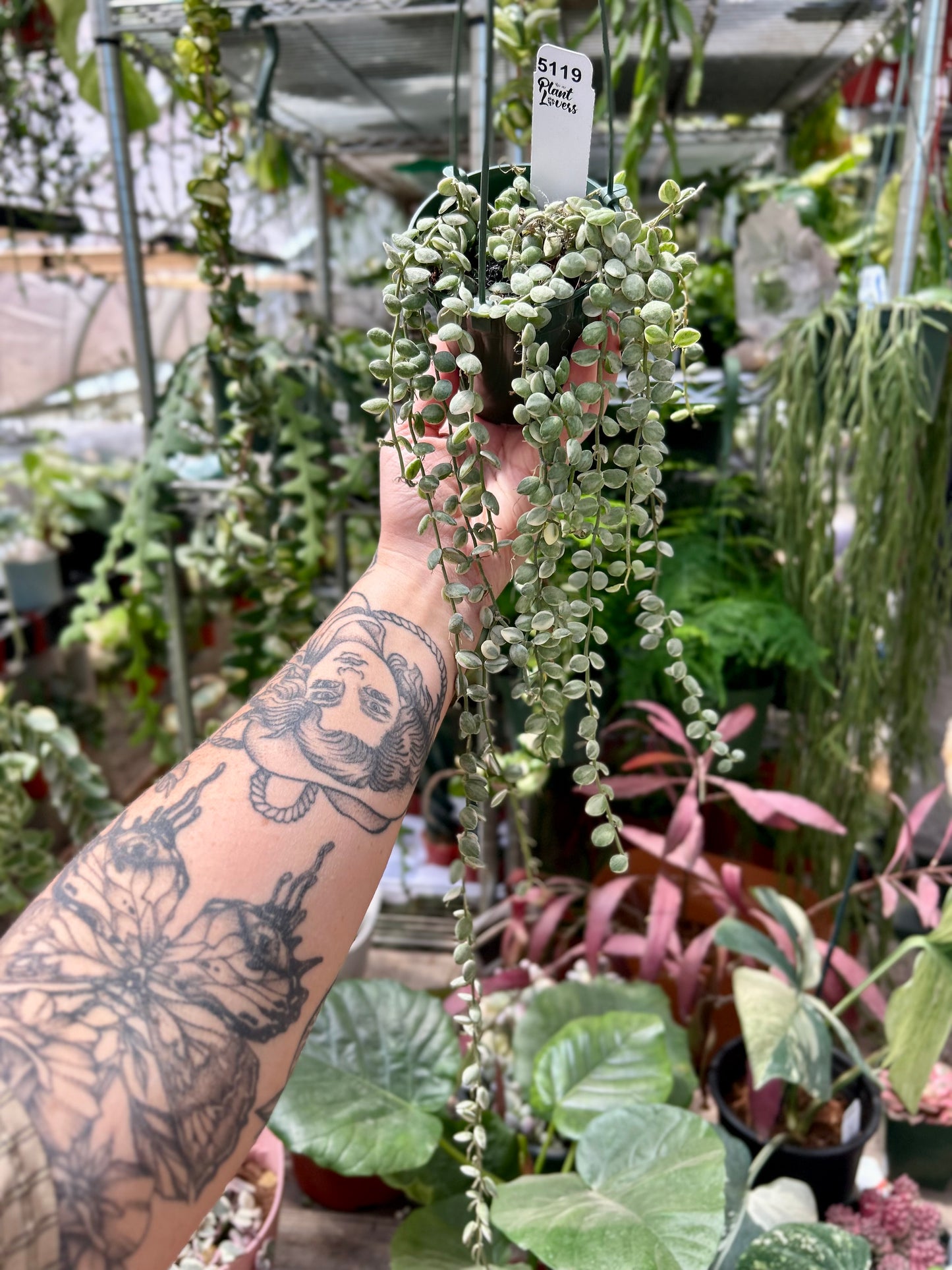 Dischidia Nummularia Variegated