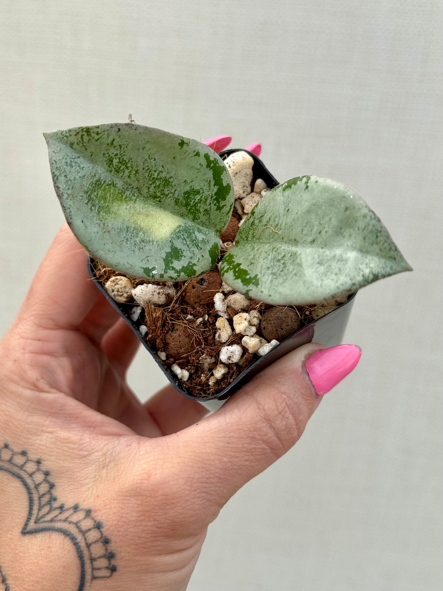 Hoya Argentea Princess