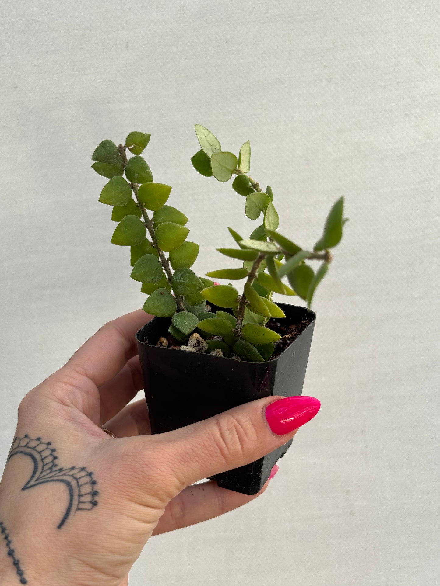 Hoya Chinghungensis
