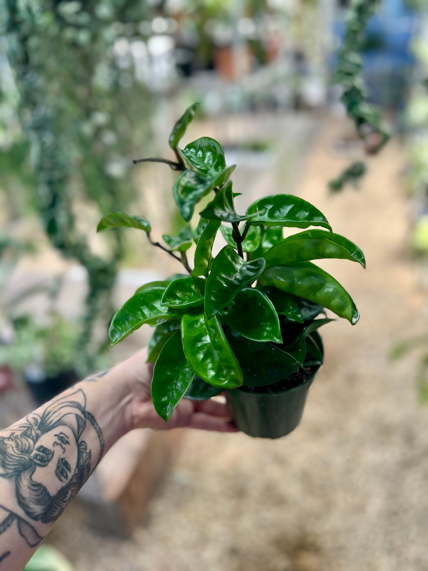 Hoya Krinkle