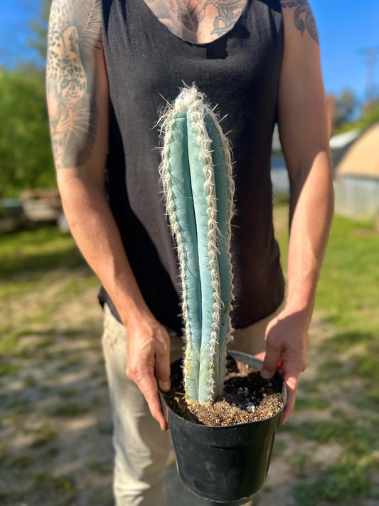 Pilosocereus Magnificus Cactus