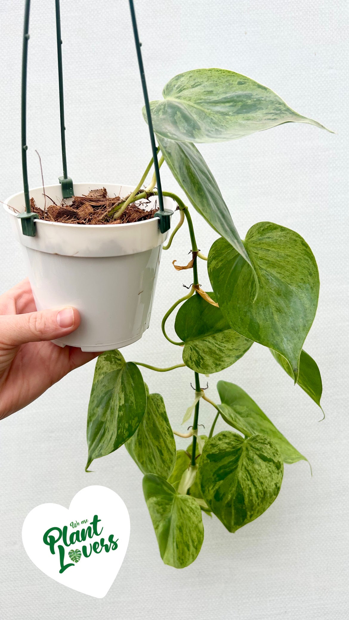 Variegated Heart Philodendron