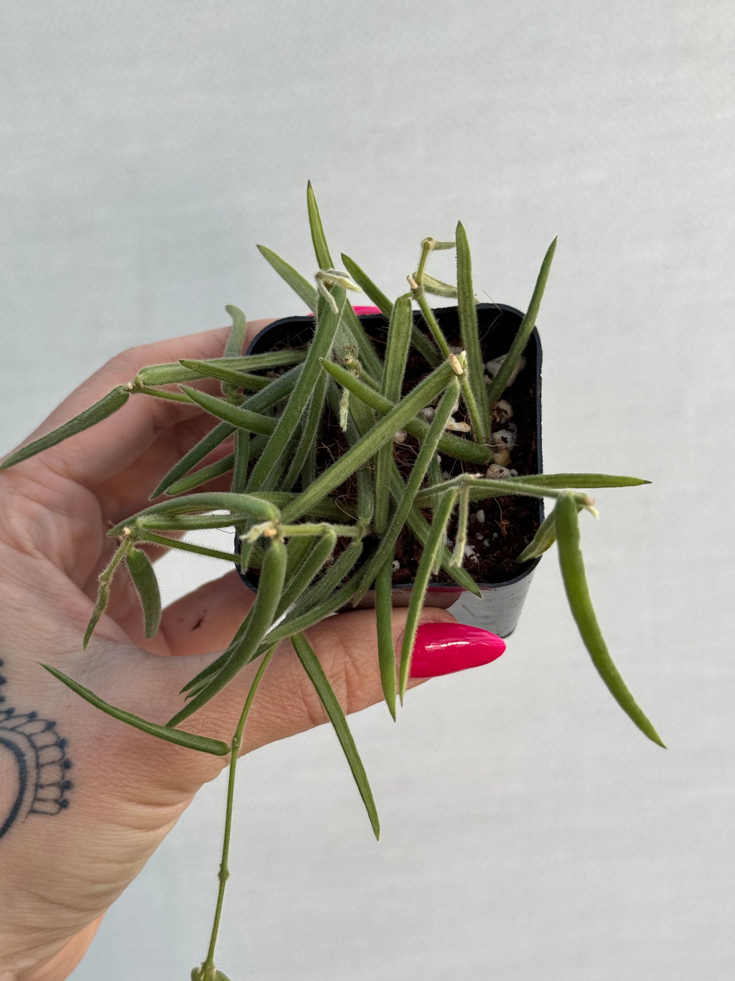 Hoya Linearis