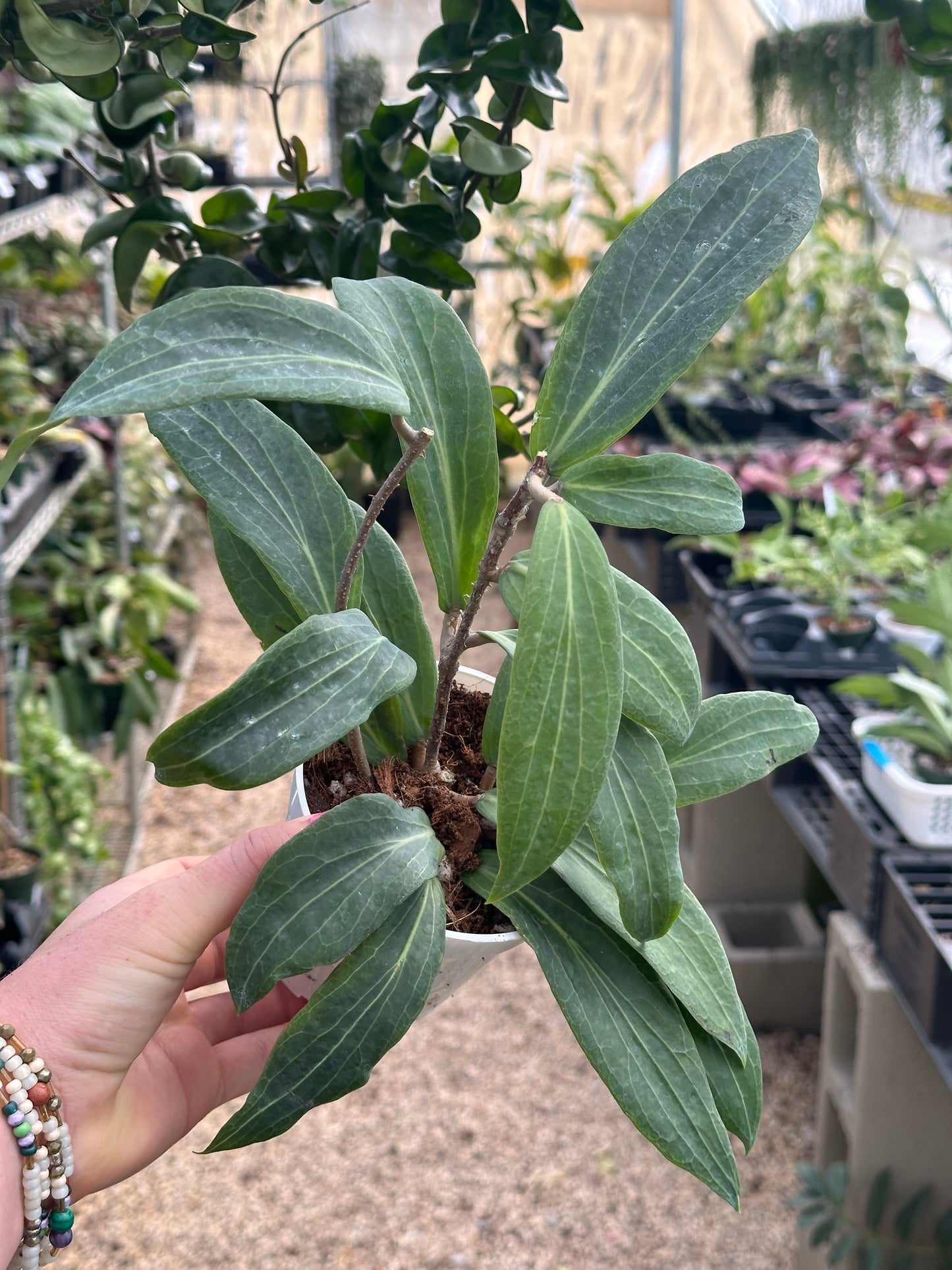 Hoya Soligamiana