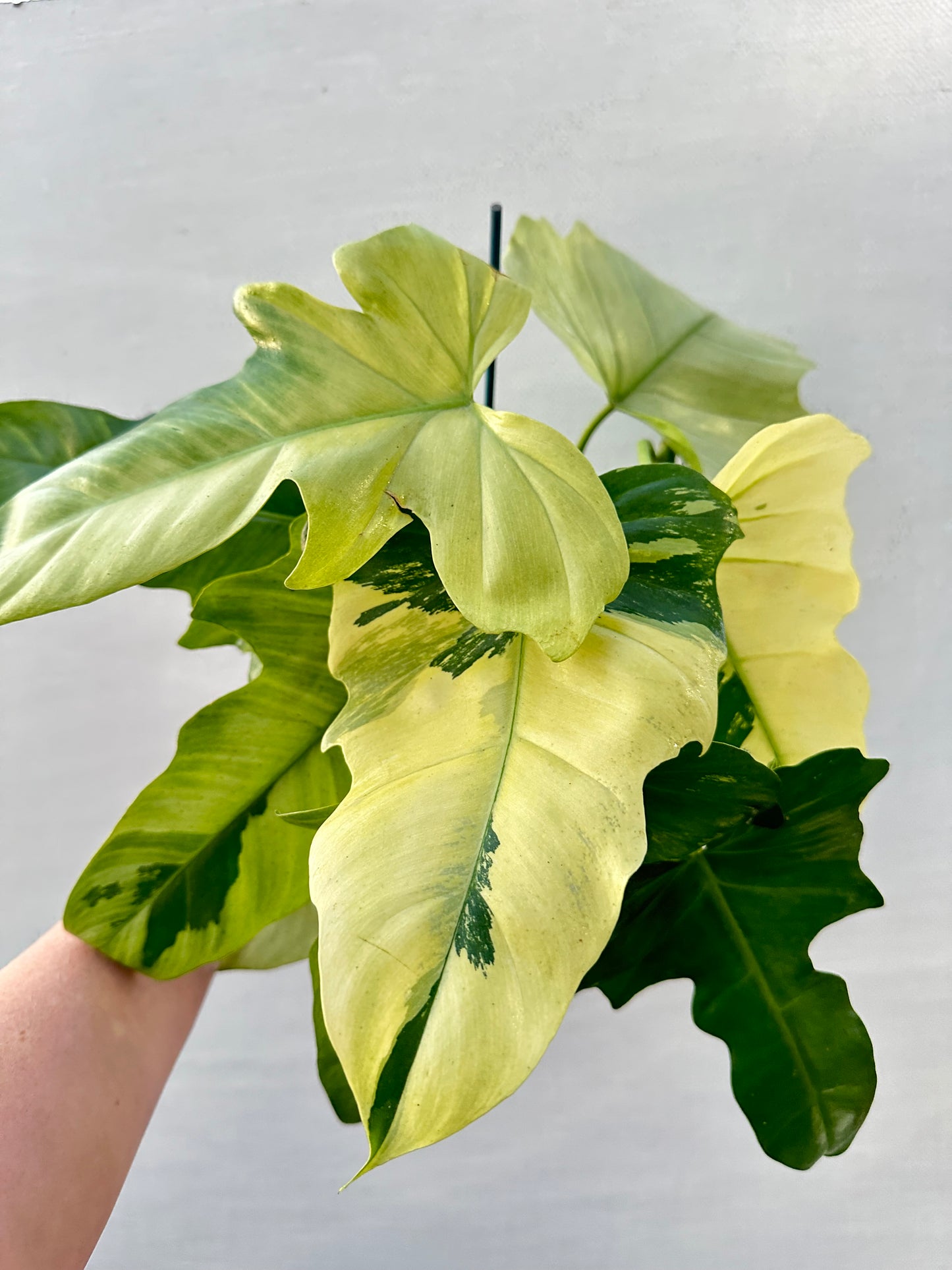 Variegated Philodendron Mint Dragon