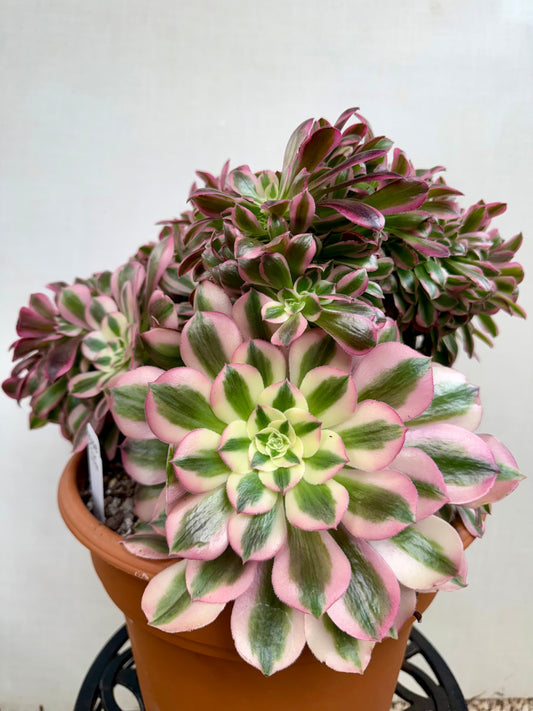 Aeonium Pink Witch