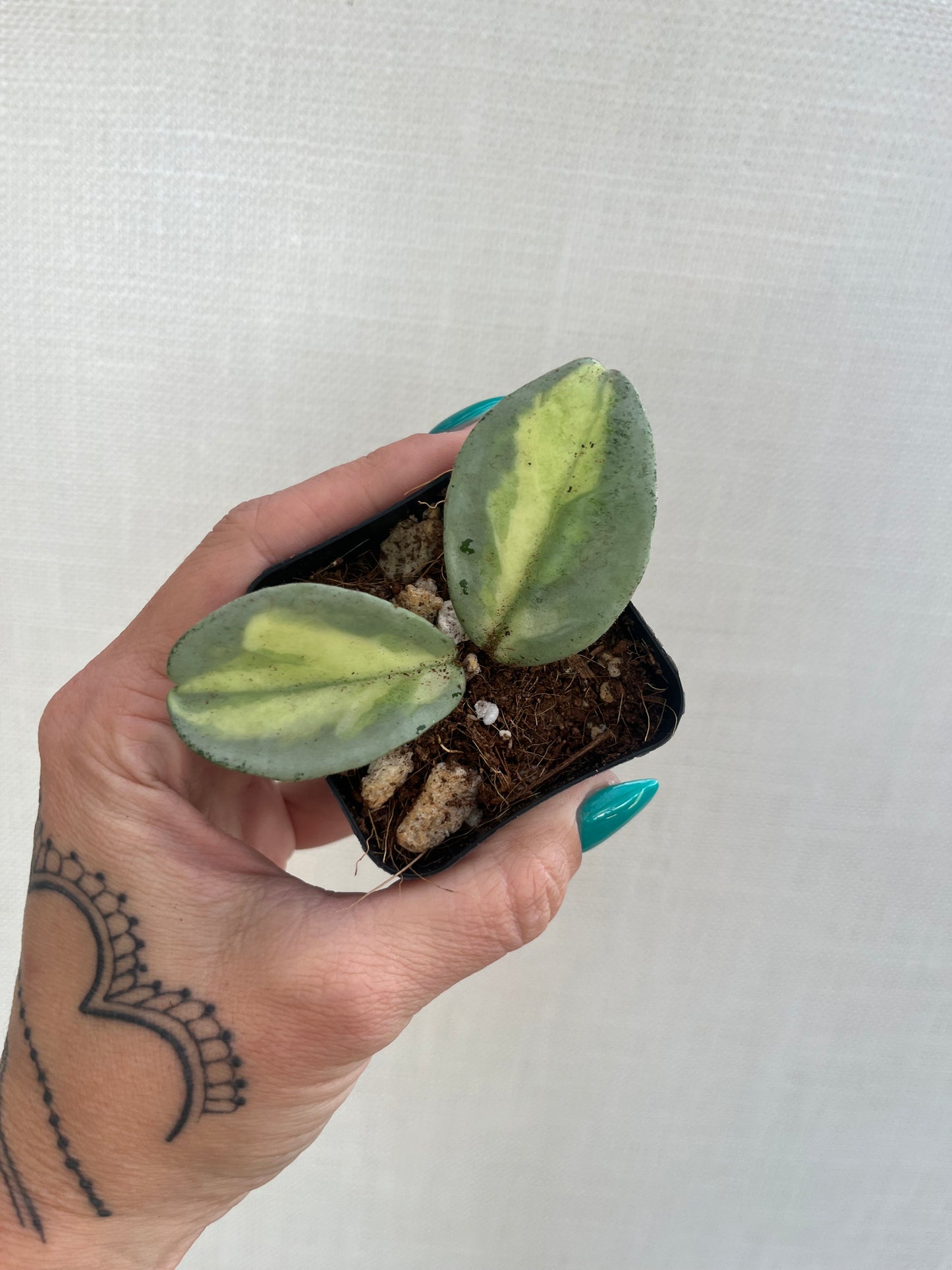 Hoya Argentea Princess