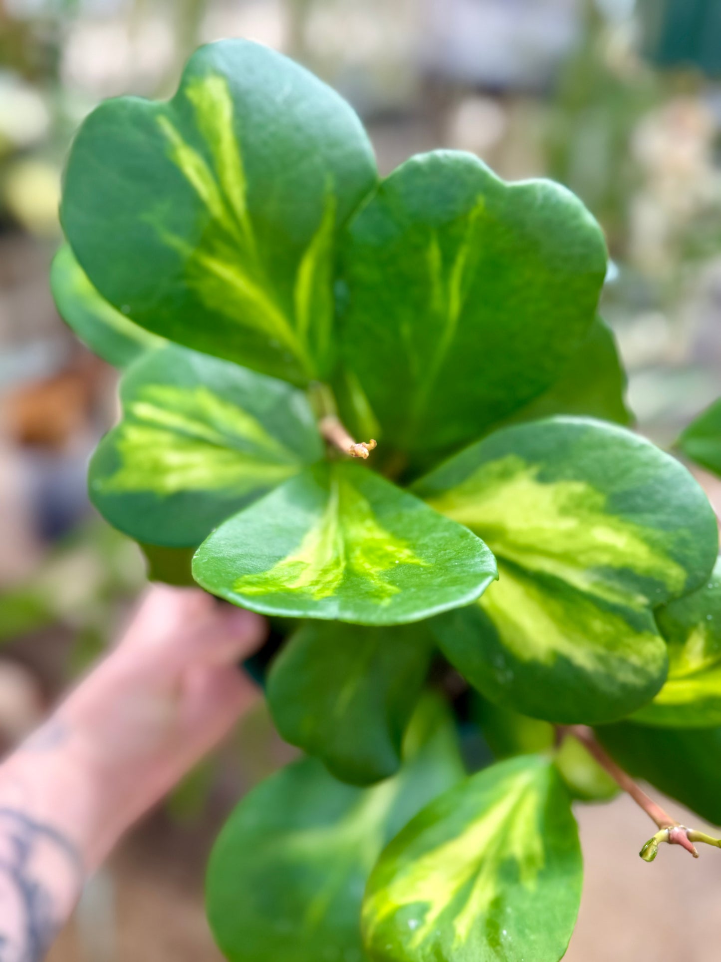 Hoya Reverse Kerrii Heart