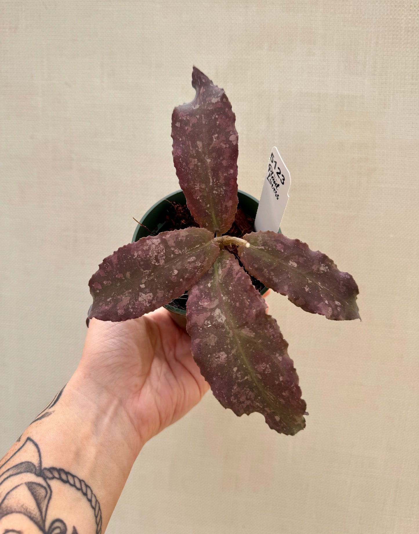 Hoya Undulata