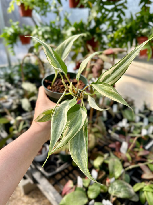 Rio Philodendron