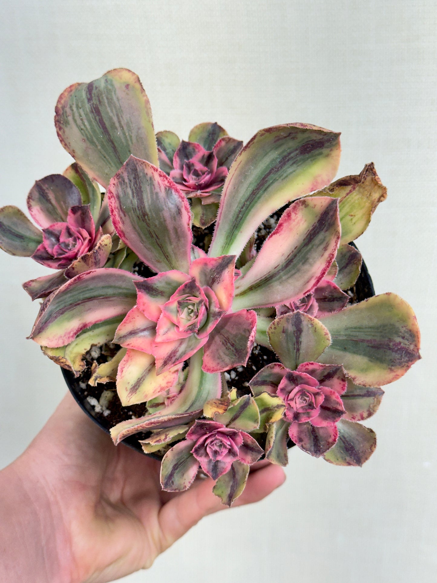 Aeonium Blue Procelain