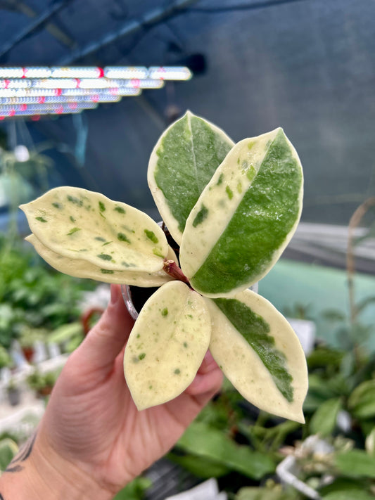 Hoya Madara Snow Angel