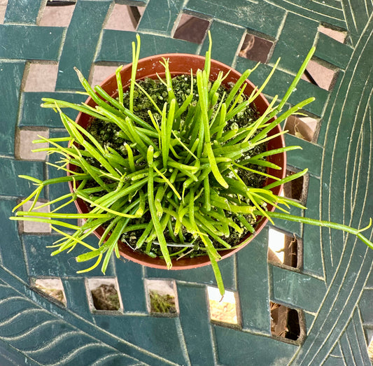 4” Rhipsalis