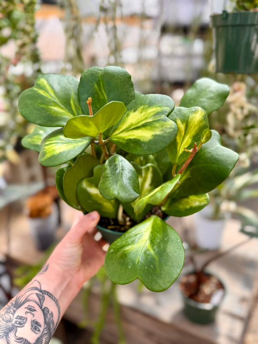 Hoya Reverse Kerrii Heart