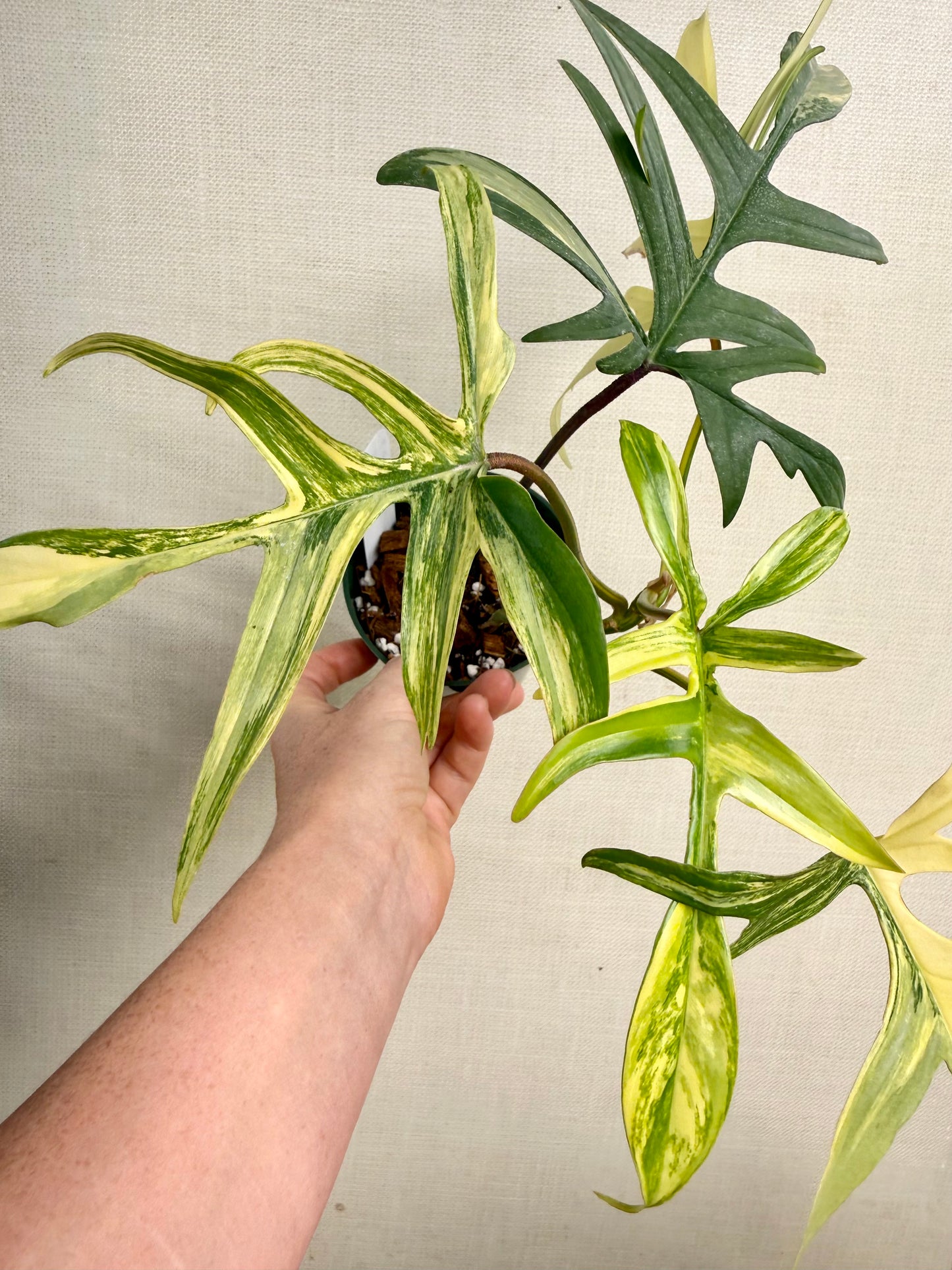 Variegated Polypoides X Florida Beauty