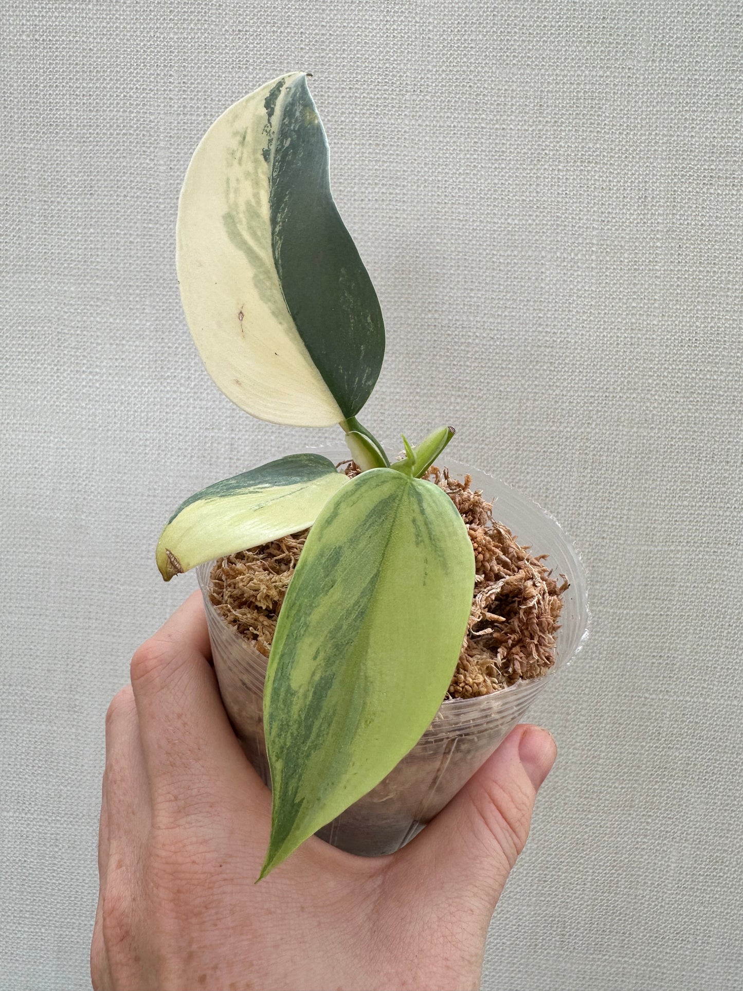Variegated Silver Sword