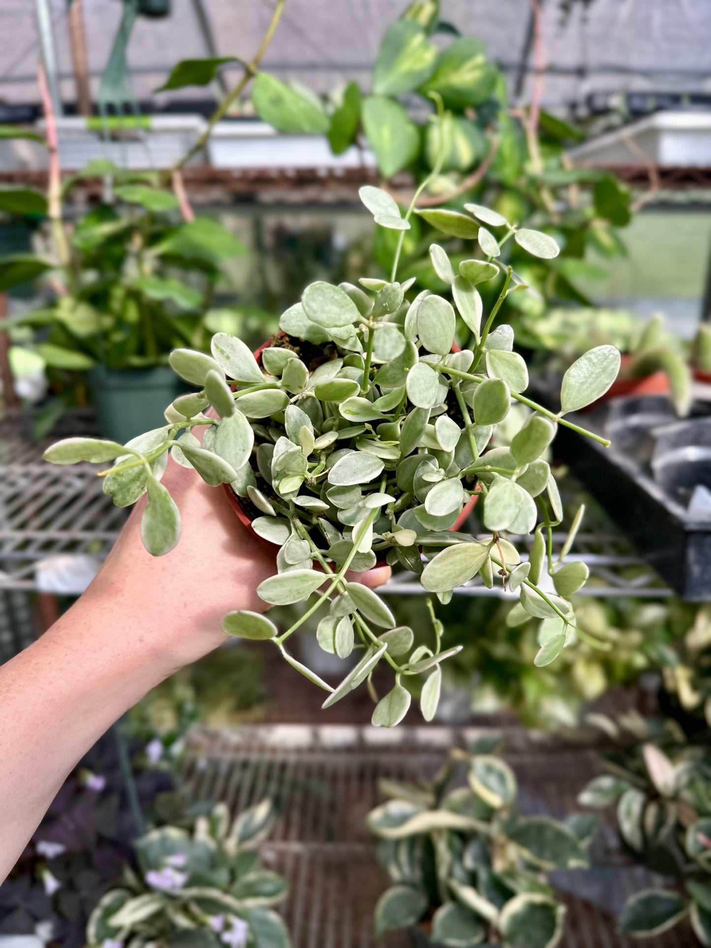 Cascading Dischdia