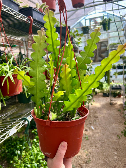 Ric Rac Cactus