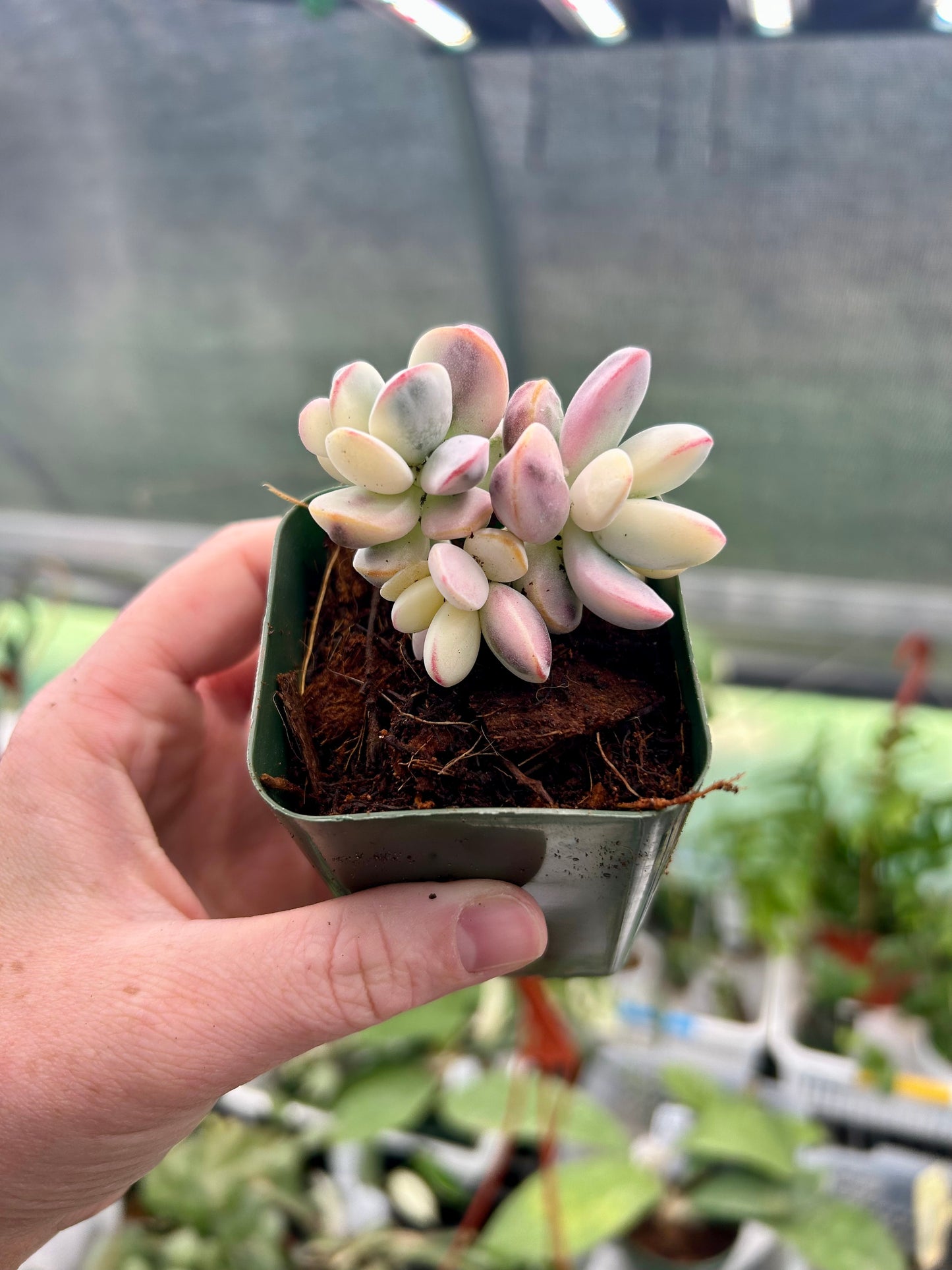 Cluster Cotyledon Orbiculta