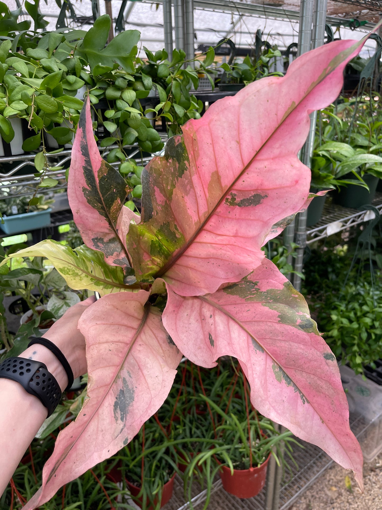 Anthurium Renaissance