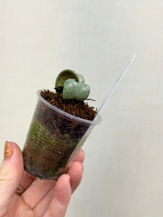 Hoya Jodie’s Silver