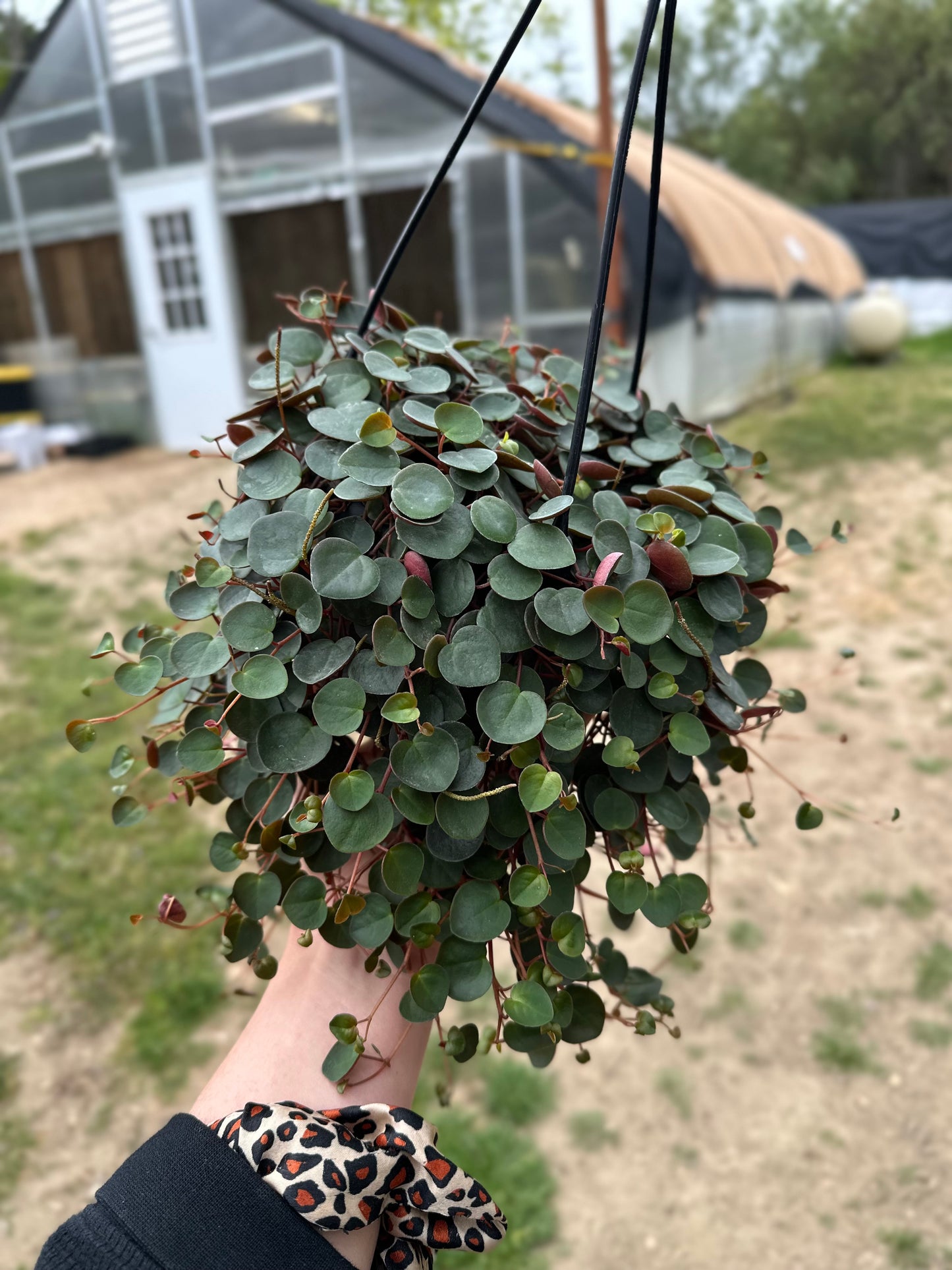 Peperomia Ruby Cascade