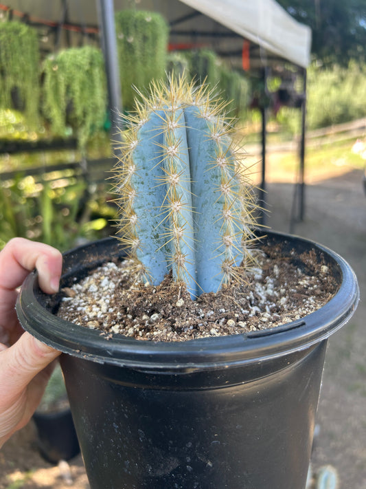 Pilosocereus Magnificus Cactus